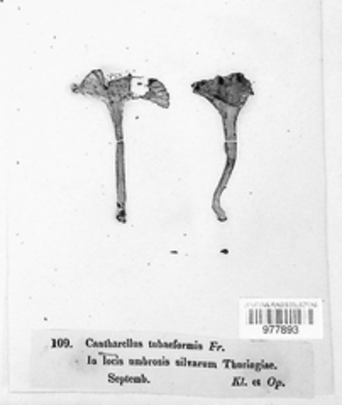 Craterellus tubaeformis image